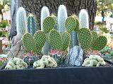 Cactus garden 